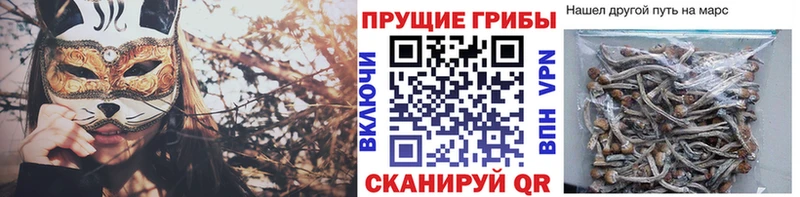 закладки  OMG   Псилоцибиновые грибы Magic Shrooms  Инза 